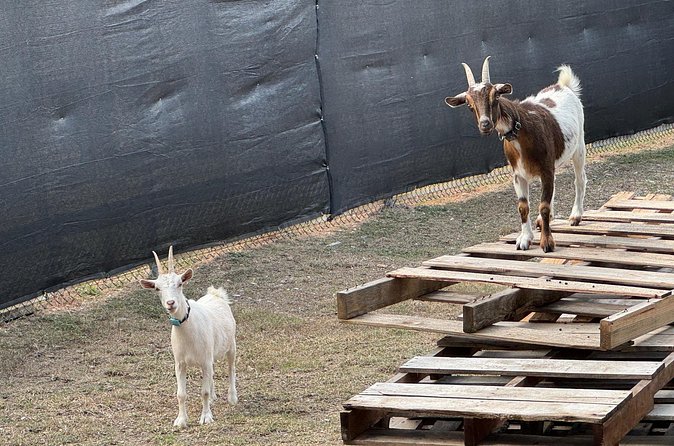 3D Printer Factory Tour plus 2 ft Tall Rocket! - Baby goats and the human side of tech tours