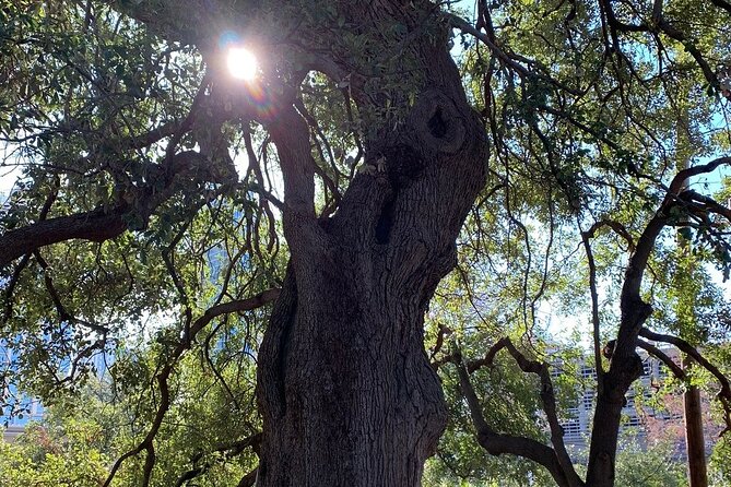 Austin Icons Bicycle Tour - Texas State Capitol: Founding Lessons and Photo Spots