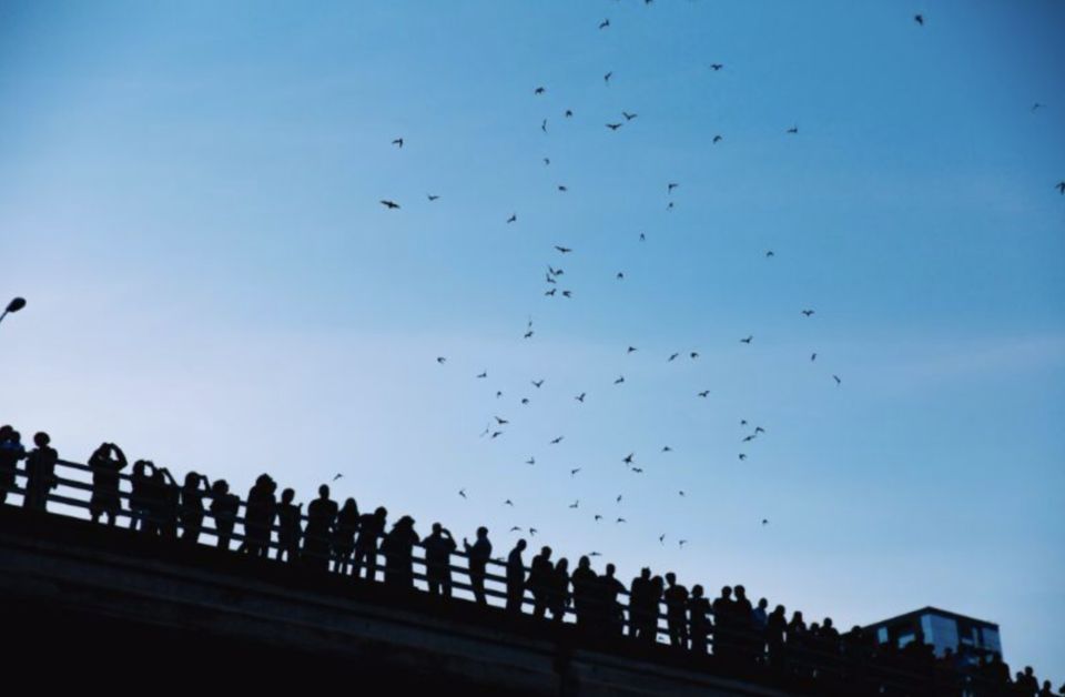 Austin: Sunset Boat Cruise with Bat Watching - Guides Make It Feel Like Austin, Not a Checklist