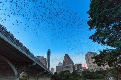 Congress Avenue Bat Bridge Kayak Tour in Austin - Stop 2: paddling Austin’s skyline from the river after dark