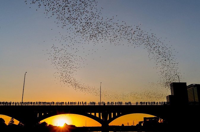 Congress Bridge Kayaking Bat Tour - Who Should Book This Kayak Bat Tour