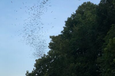 Downtown Austin Sunset Kayak Tour with 1.5 Million Bats - The sunset paddle through downtown Austin (and why it matters)