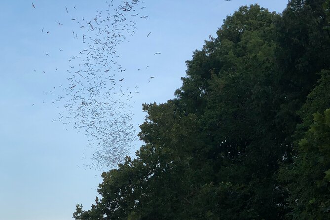 Downtown Austin Sunset Kayak Tour with 1.5 Million Bats - The sunset paddle through downtown Austin (and why it matters)