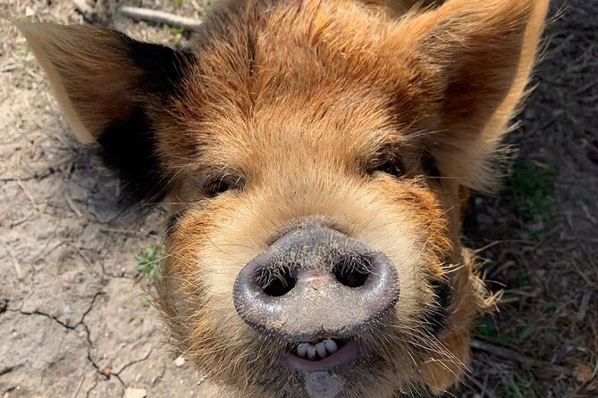 KuneKune Pig Farm Tour - Key things to know before you go