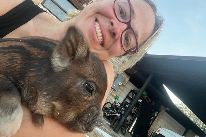 KuneKune Pig Farm Tour - KuneKune Pigs in Hutto: What This 45-Minute Farm Tour Feels Like