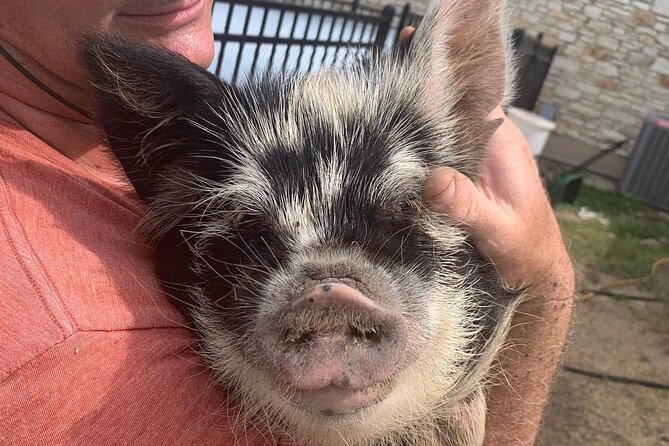KuneKune Pig Farm Tour - More Than Pigs: Cows, Sheep, Ducks, Chickens, and a Mini Pony