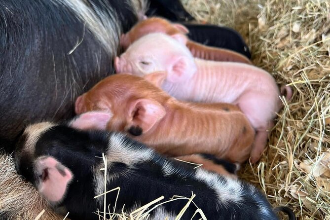 KuneKune Pig Farm Tour - Parking, Mobile Tickets, and Private-Group Comfort in Hutto