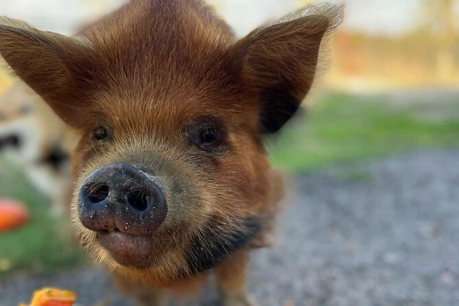 KuneKune Pig Farm Tour - Price and Value: Is $25 Worth It?