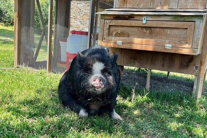 KuneKune Pig Farm Tour - Your First Stop at Best Clucking Place Farms: Pigs, History, and Treat Time