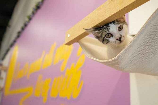 Ultimate cat experience at Austin's cat cafe - A hands-on session with 20+ rescue cats (and plenty of personality)