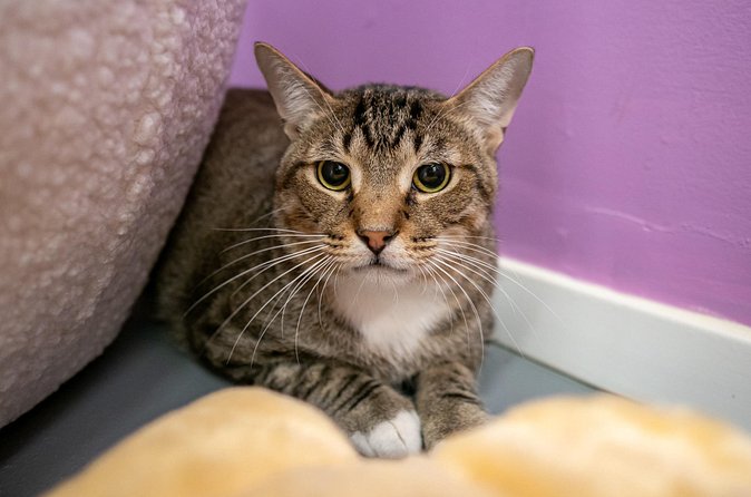 Ultimate cat experience at Austin's cat cafe - Toys included, and how play usually works in a cat cafe