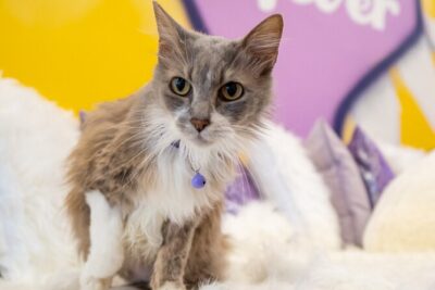 Ultimate cat experience at Austin's cat cafe - The one practical heads-up: smell, cleaning, and comfort level
