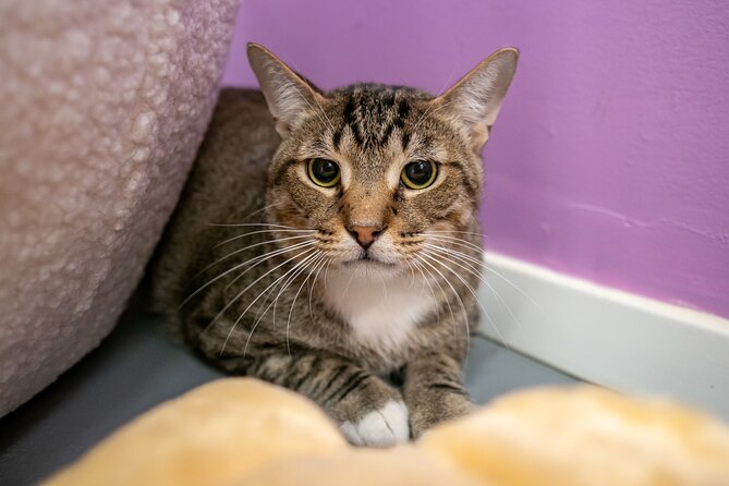 Ultimate cat experience at Austin's cat cafe - Cat-themed drinks and what you should plan to pay for