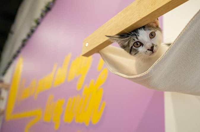 Ultimate cat experience at Austin's cat cafe - Timing in Austin: how long to plan for your visit