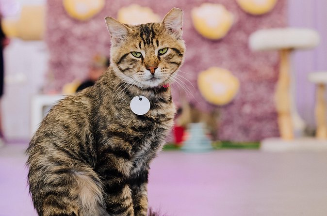 Ultimate cat experience at Austin's cat cafe - Who should book this cat cafe experience