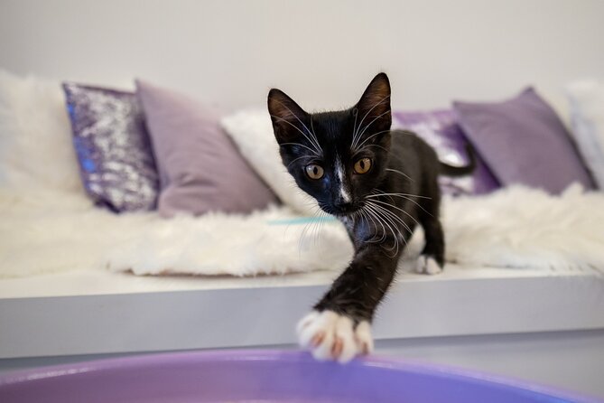 Ultimate cat experience at Austin's cat cafe - Making your visit smoother: small habits that help cats (and you)