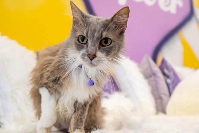 Ultimate cat experience at Austin's cat cafe - The one practical heads-up: smell, cleaning, and comfort level